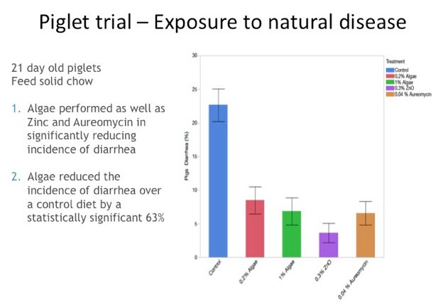 piglet trial slide