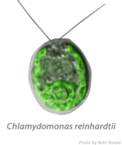 chlamydomnas Reinhardtii