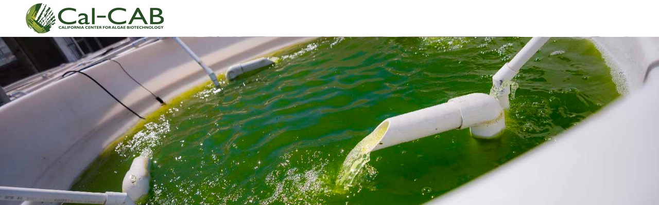 Cal-CAB Scientists Complete First EPA-Approved Outdoor Field Trial for Genetically Engineered Algae